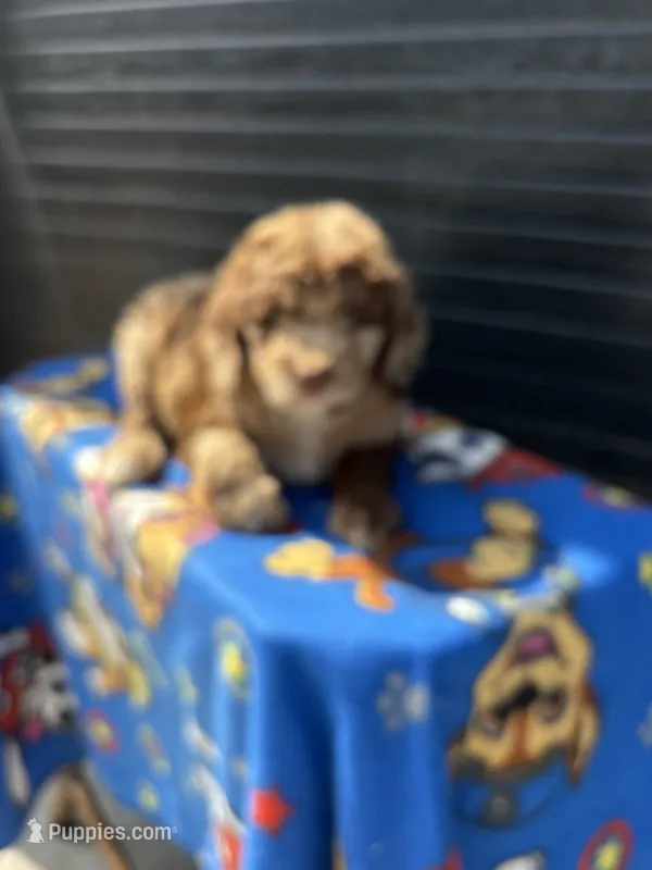 aspen – Aussiedoodle puppy for sale in Benton, MO