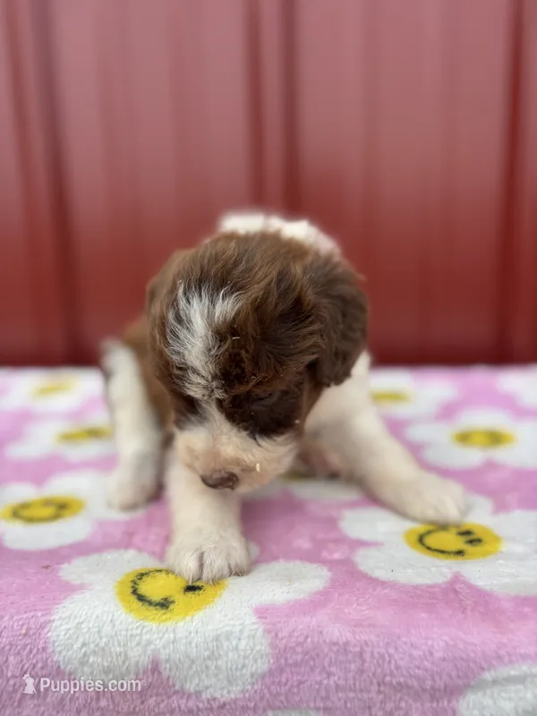 abby – Aussiedoodle puppy for sale in Benton, MO
