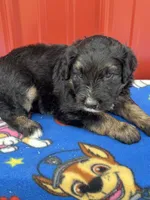willie, a male Aussiedoodle for sale in Benton, MO – 1 of 3