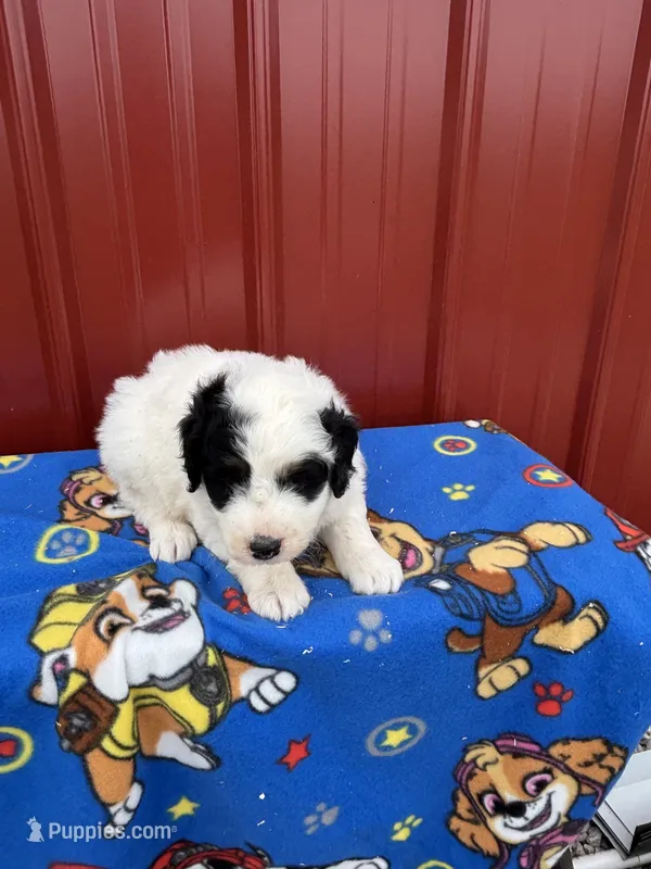 oreo – Aussiedoodle puppy for sale in Benton, MO