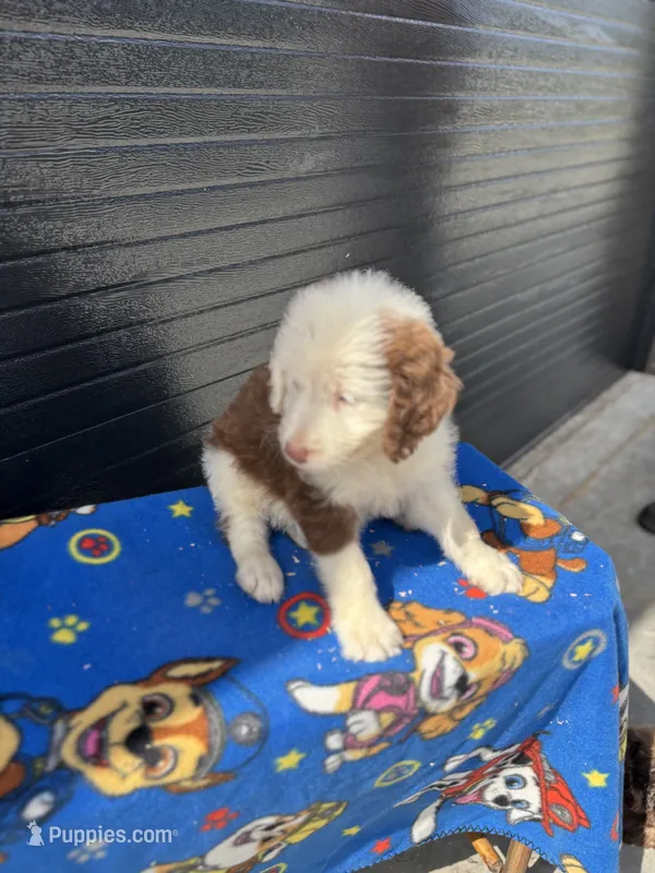merlen – Aussiedoodle puppy for sale in Benton, MO
