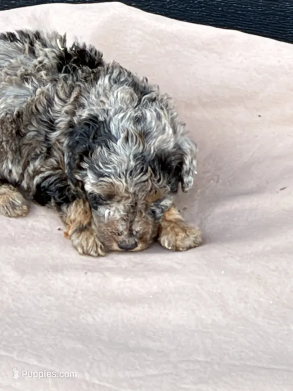 Popcorn – Poodle - Toy  puppy for sale in Benton, MO