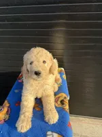 Carmel, a male Labradoodle for sale in Benton, MO – 3 of 3