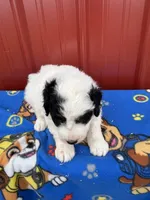 oreo, a male Aussiedoodle for sale in Benton, MO – 2 of 4