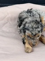 Sugar, a female Poodle - Toy  for sale in Benton, MO – 2 of 3