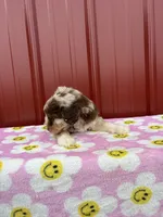lucy, a female Aussiedoodle for sale in Benton, MO – 3 of 4