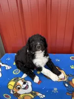 skipper, a male Aussiedoodle for sale in Benton, MO – 3 of 3
