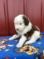 merlen, a male Aussiedoodle for sale in Benton, MO – 3 of 4