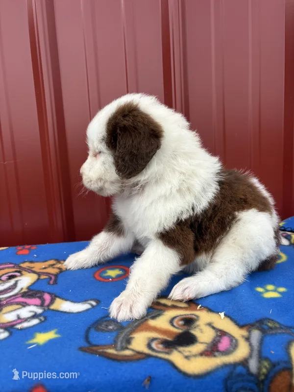 merlen – Aussiedoodle puppy for sale in Benton, MO