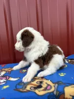 merlen, a male Aussiedoodle for sale in Benton, MO – 4 of 4