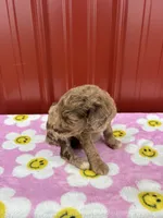 gracie, a female Aussiedoodle for sale in Benton, MO – 1 of 4