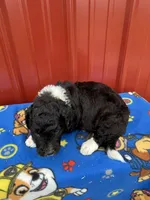 skipper, a male Aussiedoodle for sale in Benton, MO – 2 of 3