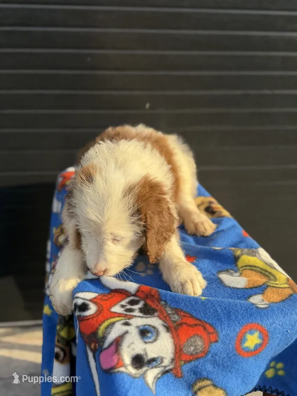 merlen – Aussiedoodle puppy for sale in Benton, MO