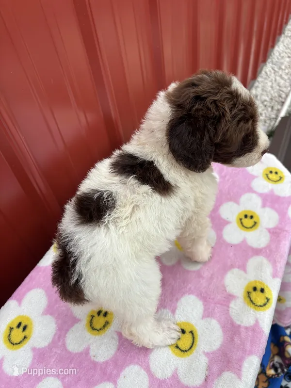 ruby – Aussiedoodle puppy for sale in Benton, MO