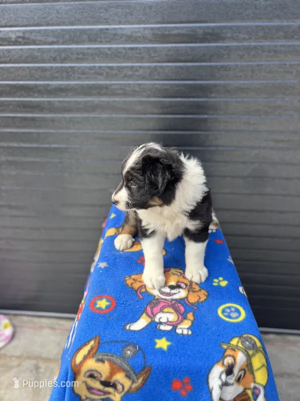 ace – Aussiedoodle puppy for sale in Benton, MO