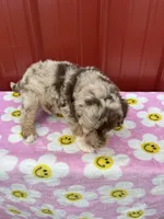 lucy, a female Aussiedoodle for sale in Benton, MO – 4 of 4