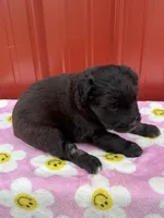 dallyanna, a female Aussiedoodle for sale in Benton, MO – 3 of 3