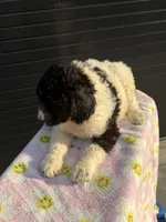 Lillyanna, a male Labradoodle for sale in Benton, MO – 3 of 3