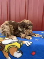 aspen, a male Aussiedoodle for sale in Benton, MO – 3 of 4