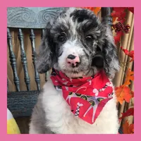 Pink, a female Standard Schnauzer for sale in Benton, MO – Photo 3 of 4