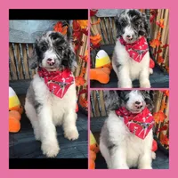 Pink, a female Standard Schnauzer for sale in Benton, MO – Photo 4 of 4