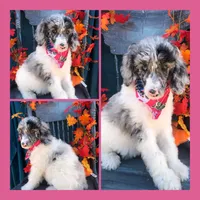 Pink, a female Standard Schnauzer for sale in Benton, MO – Photo 2 of 4
