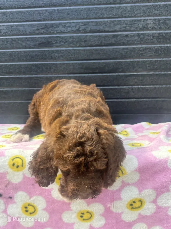 cocoa – Aussiedoodle puppy for sale in Benton, MO
