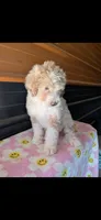 lucy, a female Aussiedoodle for sale in Benton, MO – 3 of 3