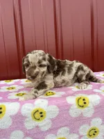 elsie, a female Aussiedoodle for sale in Benton, MO – 1 of 3