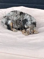 Popcorn, a male Poodle - Toy  for sale in Benton, MO – 2 of 4
