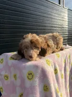 elsie, a female Miniature Aussiedoodle for sale in Benton, MO – 2 of 4