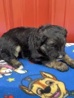 willie, a male Aussiedoodle for sale in Benton, MO – 3 of 3