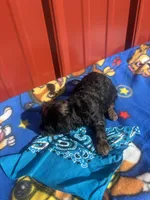 little duke, a male Yorkipoo for sale in Benton, MO – Photo 4 of 4