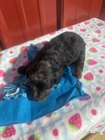 little duke, a male Yorkipoo for sale in Benton, MO – Photo 2 of 4