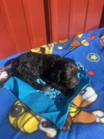 little duke, a male Yorkipoo for sale in Benton, MO – Photo 3 of 4