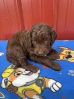 hagard, a male Aussiedoodle for sale in Benton, MO – 3 of 4