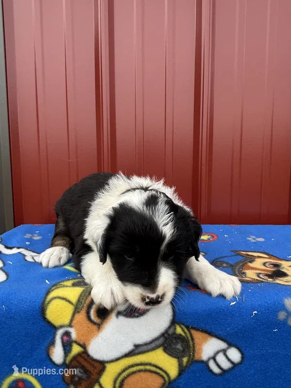 ace – Aussiedoodle puppy for sale in Benton, MO