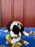 ace, a male Aussiedoodle for sale in Benton, MO – 1 of 3