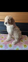 lucy, a female Aussiedoodle for sale in Benton, MO – 1 of 3