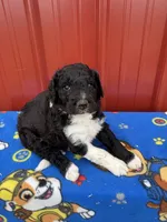 skipper, a male Aussiedoodle for sale in Benton, MO – 1 of 3