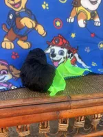 a e, a male Poodle - Toy  for sale in Benton, MO – Photo 5 of 5