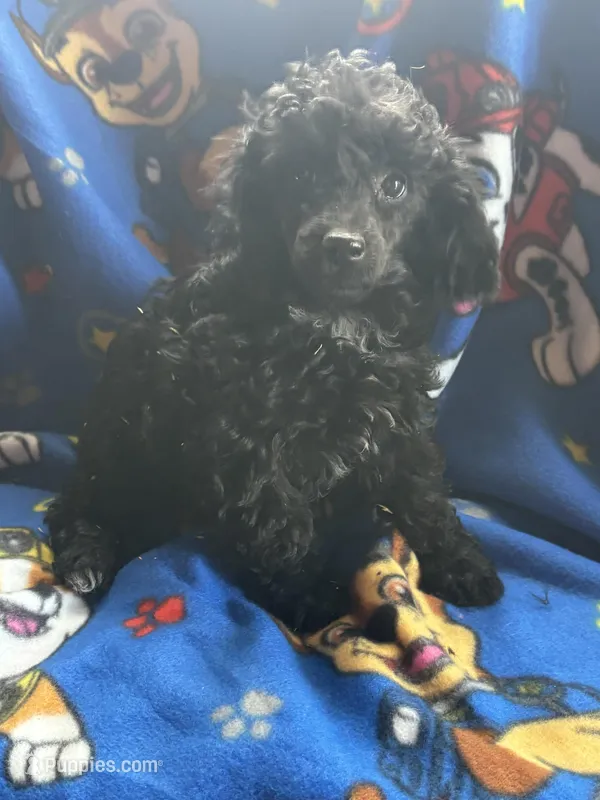 axle – Poodle - Toy  puppy for sale in Benton, MO