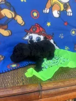 a e, a male Poodle - Toy  for sale in Benton, MO – Photo 3 of 5