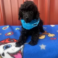 axle, a male Poodle - Toy  for sale in Benton, MO – Photo 3 of 3