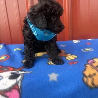 axle, a male Poodle - Toy  for sale in Benton, MO – Photo 2 of 3