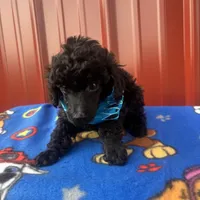 axle, a male Poodle - Toy  for sale in Benton, MO – Photo 1 of 3