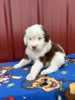merlen, a male Aussiedoodle for sale in Benton, MO – 2 of 4