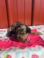 tinkerbell, a female Yorkipoo for sale in Benton, MO – Photo 3 of 4