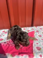 tinkerbell, a female Yorkipoo for sale in Benton, MO – Photo 4 of 4