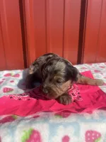 tinkerbell, a female Yorkipoo for sale in Benton, MO – Photo 2 of 4